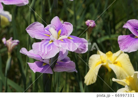 花菖蒲 花菖蒲 66997331
