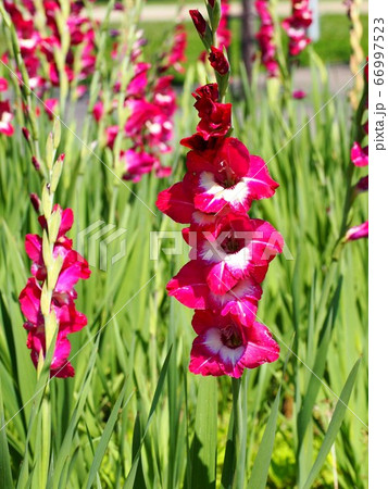 赤いグラジオラス  66997523