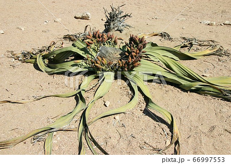 ウェルウィッチアミラビリス 奇想天外2 インテリア小物 植物/観葉植物