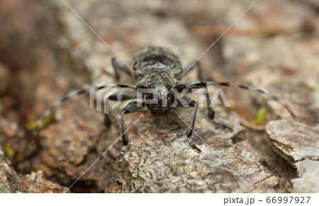 Oplosia cinerea on linden wood Oplosia cinerea on linden wood 66997927