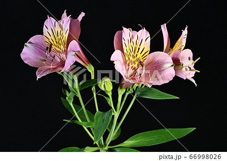 アルストロメリア 66998026