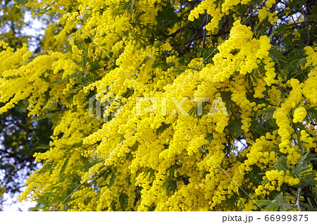 満開のミモザ(ギンヨウアカシア)の花 満開のミモザ(ギンヨウアカシア)の花 66999875