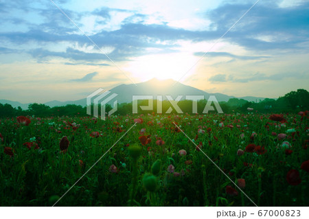小貝川ふれあい公園　ポピー畑と筑波山 67000823