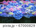 紫陽花 67000829