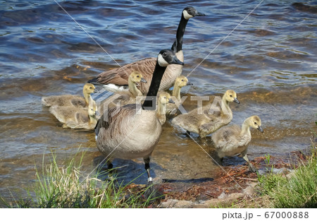 水辺にいるカナダグースの親子 67000888