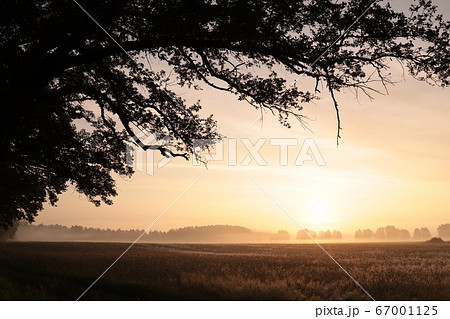 Oak on a background of a field of grain at sunrise 67001125