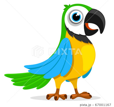 A multi-colored parrot stands on a white. Exotic 67001167