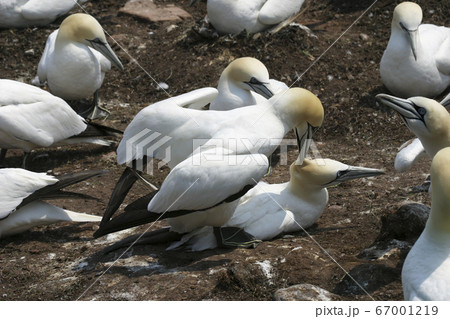 Northern Gannet, Sula leucogaster, breeding pair Northern Gannet, Sula leucogaster, breeding pair 67001219