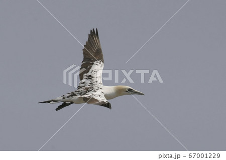 Juvenile Northern Gannet, Sula leucogaster, in flight 67001229