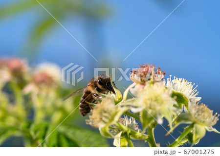Honey bee collecting pollen from flowers. 67001275