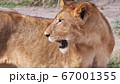 アフリカの野生動物 メスライオン 横顔 67001355