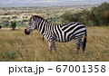 アフリカの野生動物 シマウマ 横向き 67001358