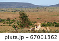 アフリカの野生動物 ライオンと自然の景色 67001362