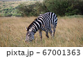 アフリカの野生動物 シマウマ 草を食む 67001363