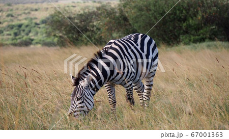 アフリカの野生動物 シマウマ 草を食む 67001363