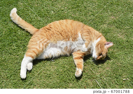 芝生でごろにゃん甘えん坊、茶トラ白ソックス猫。地域猫の写真