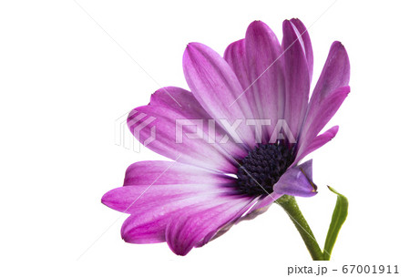 Osteosperumum daisy flower isolated 67001911