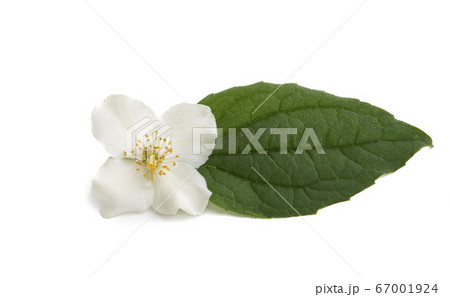 jasmine flower with leaf isolated jasmine flower with leaf isolated 67001924