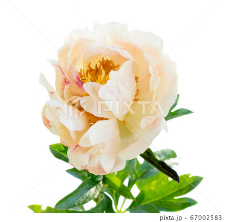 Fresh peony flowers 67002583