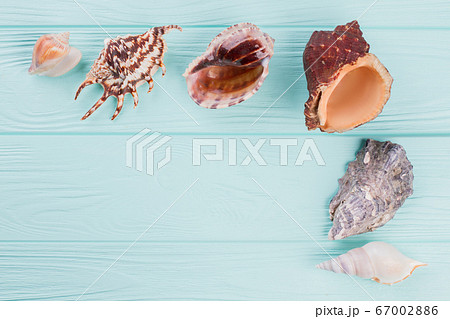 Different shaped seashells on a turquoise background. 67002886
