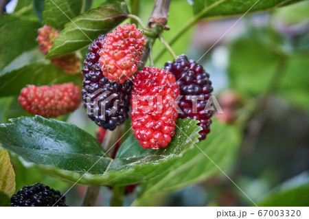 Fresh and organic mulberry fruits 67003320
