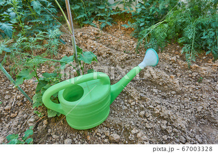 Hobby gardening in the greenhouse 67003328