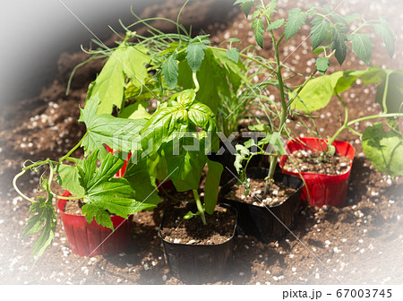 家庭菜園用の野菜苗いろいろ　購入したポット苗　家庭菜園用の野菜苗4種 67003745