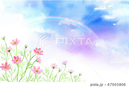虹とコスモスの風景 水彩イラストのイラスト素材
