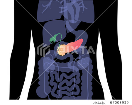 Pancreas an human body Pancreas an human body 67003939