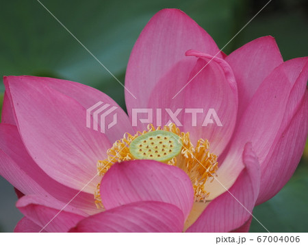 古代蓮 古代蓮 67004006