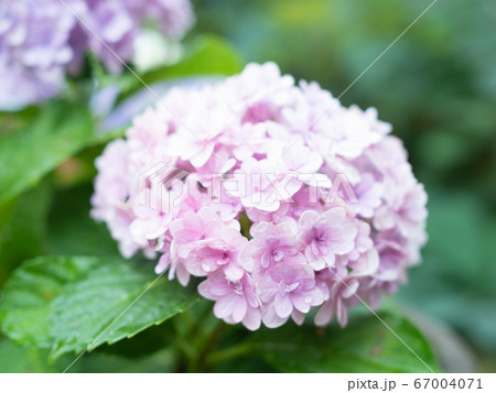 雨に濡れた紫陽花 67004071