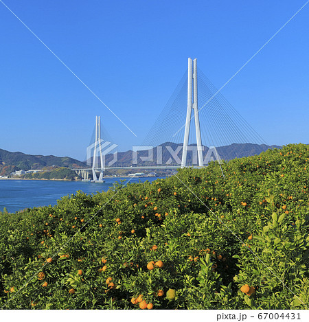 しまなみ海道 みかん畑越しに多々羅大橋 しまなみ海道 みかん畑越しに多々羅大橋 67004431