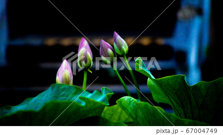 大賀ハスを撮る 大賀ハスを撮る 67004749