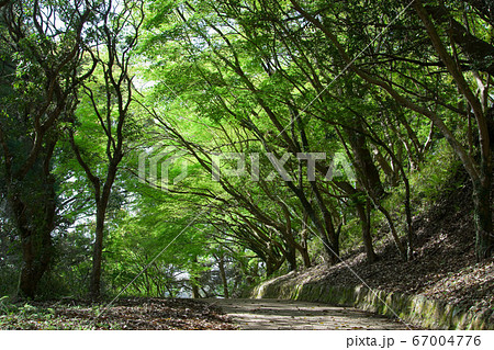 新緑の中、母智丘公園の遊歩道	 67004776