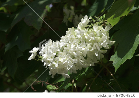 白い紫陽花の花 67004810