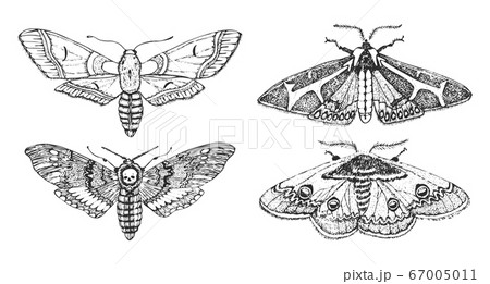 Butterfly or wild moths insects. Mystical symbol or entomological of freedom. Engraved hand drawn 67005011