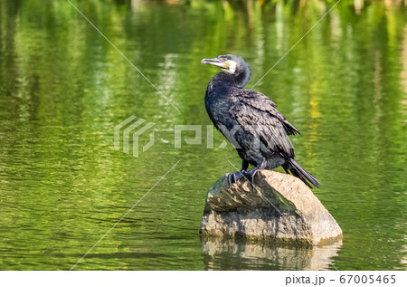 Indian cormorant stands on a stone in a pond 67005465