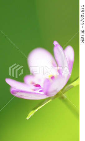 待受け画面　雪割草　ピンク　画面比率16:9 67005631