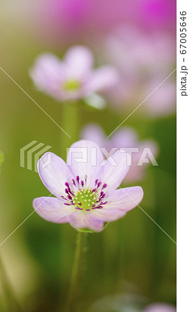 待受け画面 雪割草 ピンク 画面比率16:9 待受け画面 雪割草 ピンク 画面比率16:9 67005646