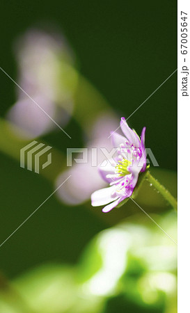 待受け画面　雪割草　ピンク　画面比率16:9 67005647