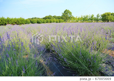 ラベンダーの花 ラベンダーの花 67005669