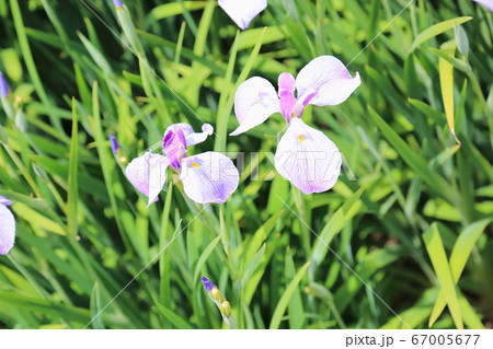 ハナショウブの花 67005677