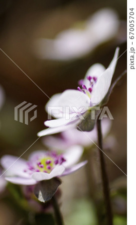 待受け画面　雪割草　ピンク　画面比率16:9 67005704