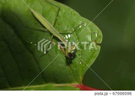 クロヤマアリを食べるオオカマキリの幼虫 67006096