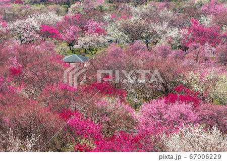 いなべ市梅林公園の梅の花 67006229