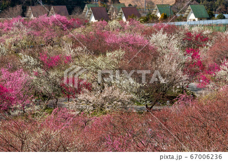 いなべ市梅林公園の梅の花 67006236