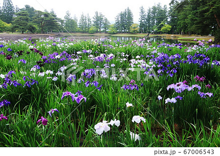 岩手県平泉6月末　毛越寺　露に濡れたみずみずしいアヤメ 67006543