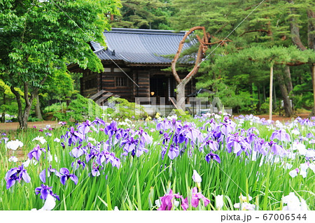 岩手県平泉6月末　毛越寺　露に濡れたみずみずしいアヤメ 67006544