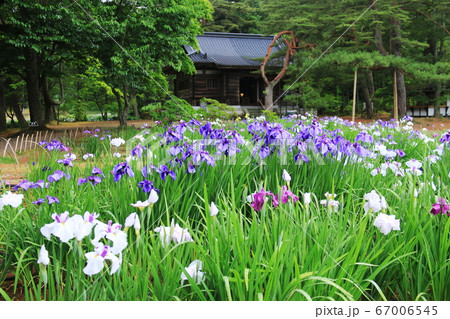 岩手県平泉6月末 毛越寺 露に濡れたみずみずしいアヤメ 岩手県平泉6月末 毛越寺 露に濡れたみずみずしいアヤメ 67006545