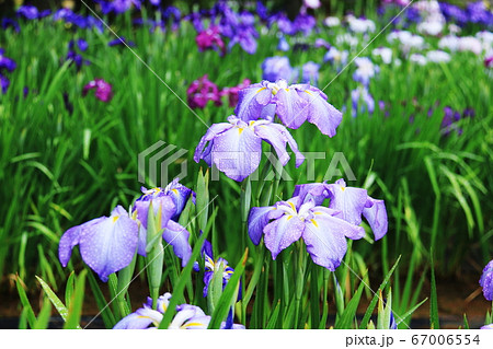 岩手県平泉6月末　毛越寺　露に濡れたみずみずしいアヤメ 67006554